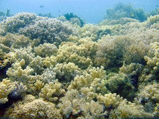 Naklejka na ściany i meble Soft corals underwater