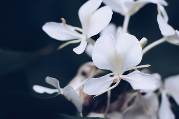 Fototapeta na wymiar Beautiful white flower blooming gently