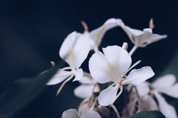 Beautiful white flower blooming gently