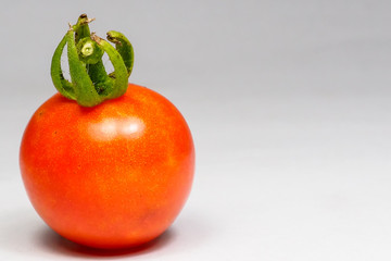 tomato 