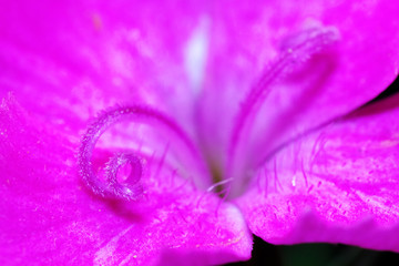 pink dianthus flower closeup