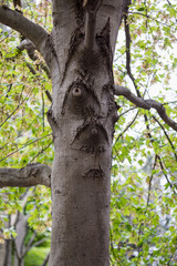 Tree with a face in Washington DC