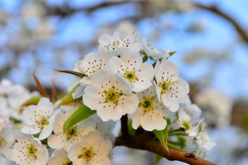 Pear flower in full bloom in spring