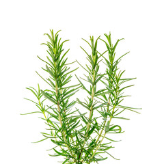 Rosemary or Rosmarinus Herbs Plants Isolated on white background. Selective focus.