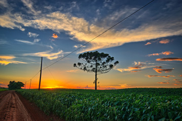 Sunset in Cascavel Parana - Araucaria and soybean plantation. Pinheiro do Paraná. - obrazy, fototapety, plakaty