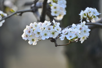 Pear flower in full bloom in spring