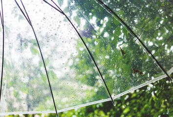 Close up Transparent Umbrella with water drops during the rain with green leaves tree on the blur background. Rainy weather at spring, summer