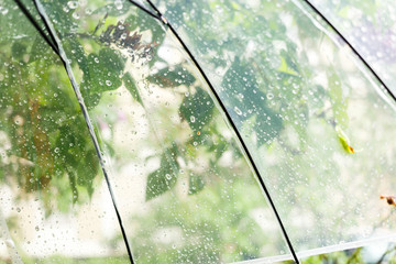 Close up Transparent Umbrella with water drops during the rain with green leaves tree on the blur background. Rainy weather at spring, summer