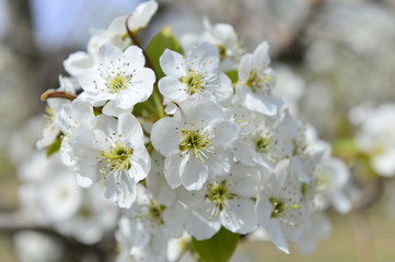 Pear flower in full bloom in spring