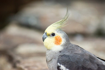 Close up of a Cockatiel