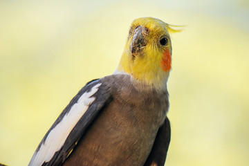 Close up of a Cockatiel