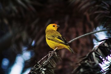 Sicalis Flaveola pelzelni (canário-da-terra)