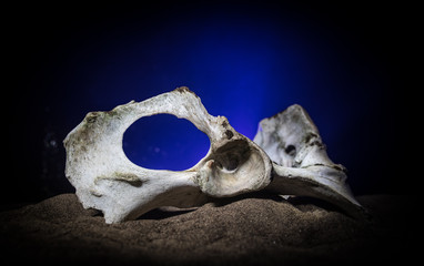 Animal bone in dark Halloween night with fog and light on background / Selective focus and space for text.
