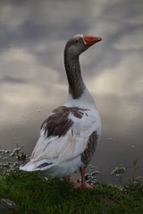 goose on lake