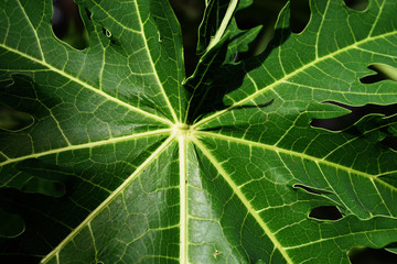The leaves of the papaya tree are surrounded by darkness, Yellow stripe on green surface of leaf on black background