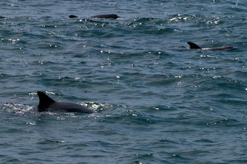 Fototapeta premium dolphin in blue water