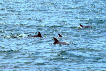 Naklejka premium dolphin in water