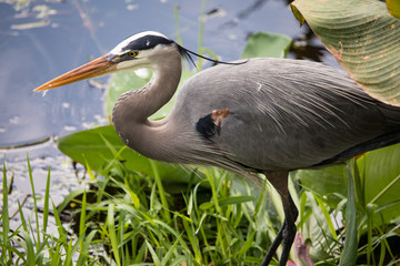 Great Blue Heron at Wakodahatchee wetlands