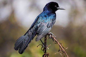 Macro of a Grackle, Wakodahatchee wetlands florida