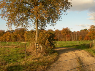 Fototapeta na wymiar chemin entre le champs en automne