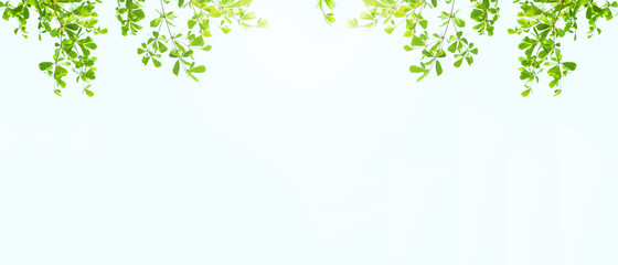 Earth Day concept: green leaves and branches on white background for abstract texture environment nature