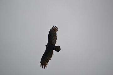 eagle in flight