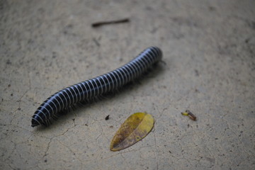 centipede