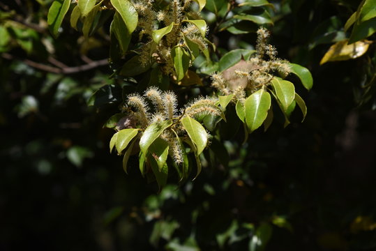 Male flower of castanopsis sieboldii (Japanese chinquapin)