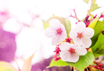 Fototapeta na wymiar beautiful cherry blossom, sakura flowers in garden .