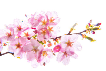 beautiful cherry blossom, sakura flowers isolated on white background .