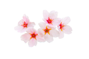 Fototapeta na wymiar beautiful cherry blossom, sakura flowers isolated on white background .