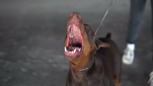 The dog breed Doberman barks at a stranger