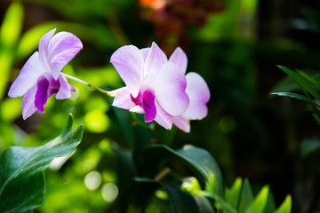 Orchid flower in orchid garden at winter or spring day for beauty and agriculture concept design.