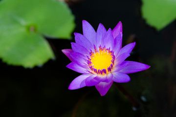 Close up of violet lotus flower or water lily with green leaves in the garden.