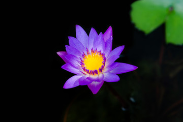 Close up of violet lotus flower or water lily with green leaves in the garden.
