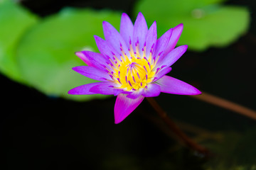 Close up of violet lotus flower or water lily with green leaves in the garden.