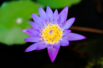 Close up of violet lotus flower or water lily with green leaves in the garden.