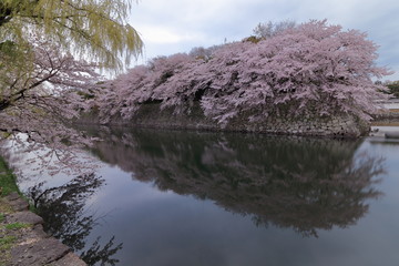満開の彦根城周辺のお堀の桜