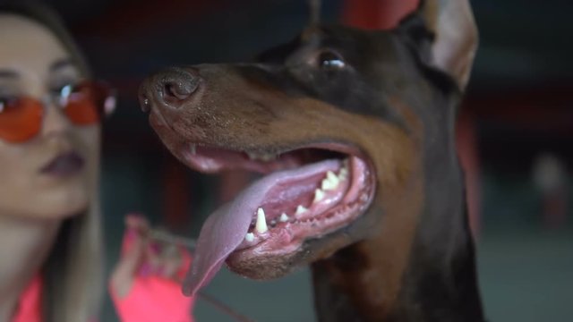 Dog breed Doberman stuck out his tongue and breathes. The dog is guarding the girl