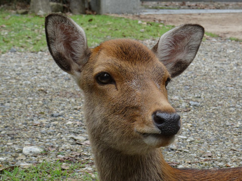 Close up picture of a Deer's head at Nara Park, Japan