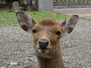 Close up picture of a Deer's head at Nara Park, Japan