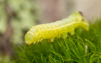 Beatiful crawlers of nature