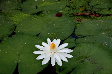 the beauty of lotus flowers on a sunny morning, in a stream of water in Banjarmasin, South Kalimantan Indonesia