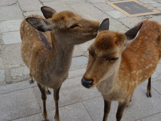 Close up picture of two deers at Nara park in Japan