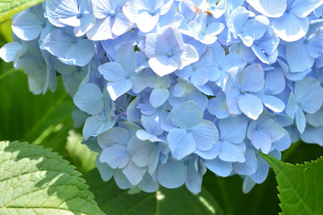 Blue Hydrangea Flowers 