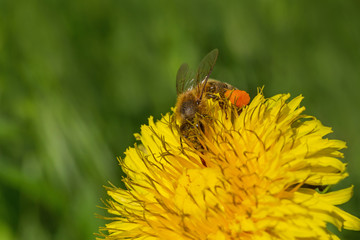 close up of bee gathering pollen on yellow dandelion flower in green grass