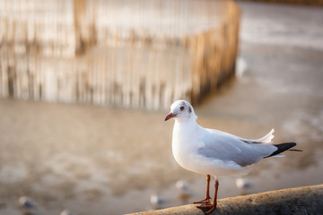 Close-Up of Seagull is Standing on Barrier Handrail at Sunset, White Sea Gull Bird at The Sea Coast. Animal and Wildlife 