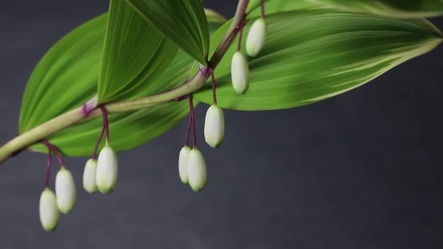 鳴子百合