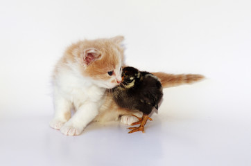 Orange Kitten with Black Chick isolated on white