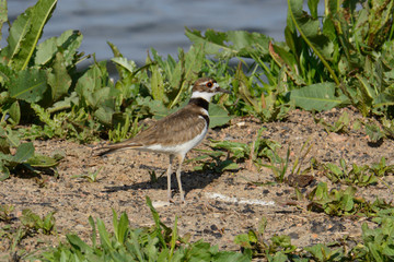 Killdeer bird or Charadrius vociferus standing by edge of lake in green springtime vegetation